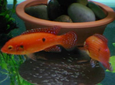 紅寶石魚能和金龍魚一起養(yǎng)嗎（紅寶石魚和金龍魚混養(yǎng)的注意事項）