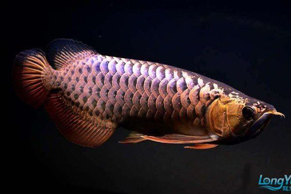 過背金龍魚壽命長嗎