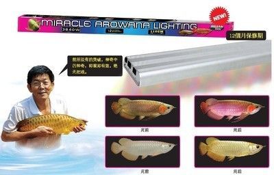 仟湖龍魚燈怎么樣（仟湖龍魚燈促進龍魚發色）