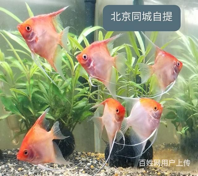 紅魔王銀版魚日常護理技巧：紅魔王銀版魚日常護理技巧紅魔王銀版魚日常護理技巧