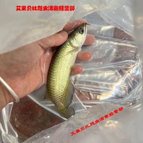 紅龍金龍魚價格表大全圖片 紅龍金龍魚價格表大全圖片 龍魚百科 第3張