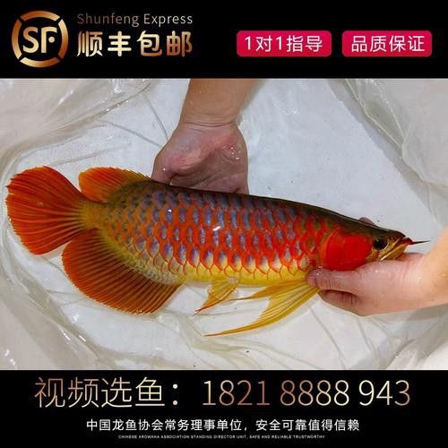 紅龍金龍魚價格表大全圖片 紅龍金龍魚價格表大全圖片 龍魚百科 第10張