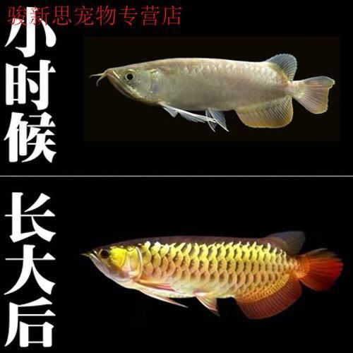 紅龍金龍魚價格表大全圖片 紅龍金龍魚價格表大全圖片 龍魚百科 第19張
