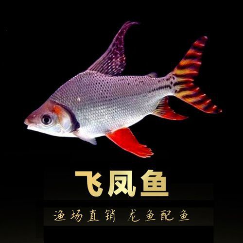 紅龍金龍魚價格表大全圖片 紅龍金龍魚價格表大全圖片 龍魚百科 第21張
