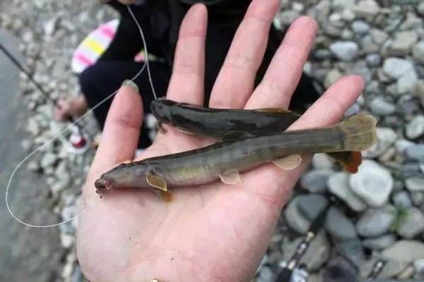 泥鰍喂龍魚好不好：泥鰍喂龍魚好不好，飼養(yǎng)者可以采取一些處理措施