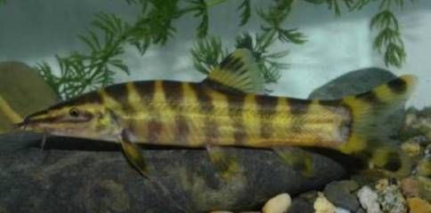 泥鰍喂龍魚好不好：泥鰍喂龍魚好不好，飼養(yǎng)者可以采取一些處理措施