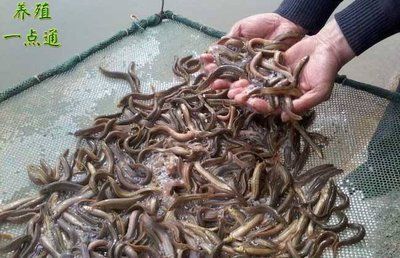泥鰍喂龍魚好不好：泥鰍喂龍魚好不好，飼養(yǎng)者可以采取一些處理措施