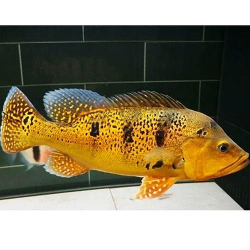 金龍魚巴西亞混養