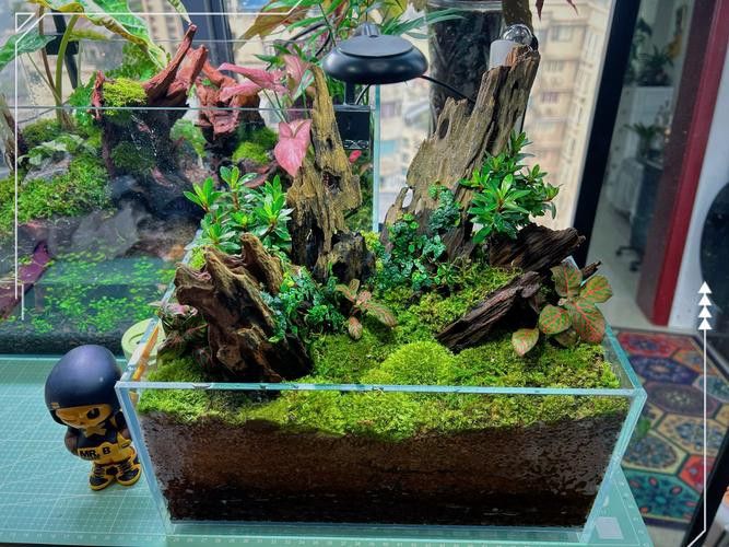 金龍魚巴西亞混養