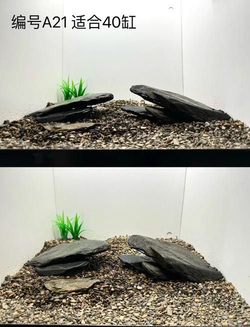 金龍魚巴西亞混養