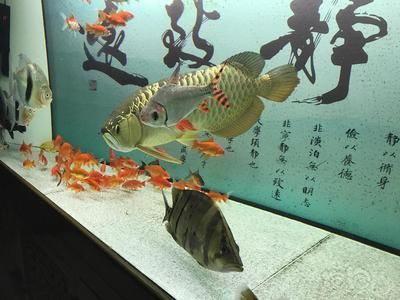龍魚脹肚怎么回事：龍魚脹肚可能由多種因素引起