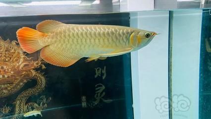 龍魚(yú)喂食多久可以換水：龍魚(yú)喂食后換水的時(shí)間存在一定的爭(zhēng)議和靈活性