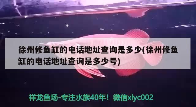 徐州修魚缸的電話地址查詢是多少(徐州修魚缸的電話地址查詢是多少號)