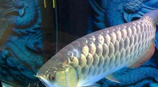 龍魚翻鰓手術的風險：(金龍魚打架掉鱗用什么藥浴好，龍魚打架后水質管理技巧
