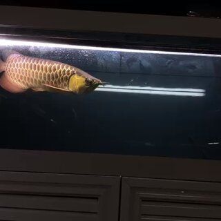 金龍魚需要什么燈光（金龍魚燈光養護的常見誤區） 金龍魚需要什么燈光（金龍魚燈光養護的常見誤區） 龍魚百科 第3張