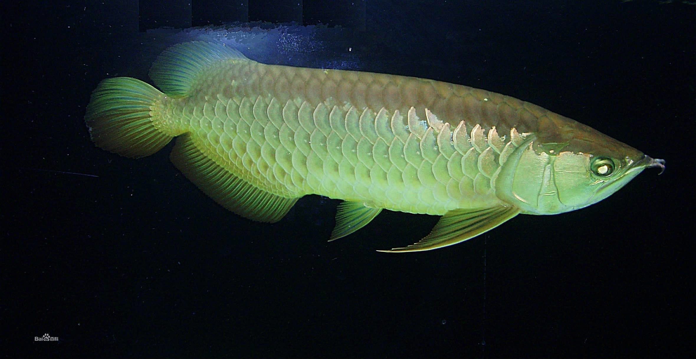龍魚(yú)夜間留夜燈的好處：夜間為龍魚(yú)留一個(gè)小夜燈有什么好處？ 龍魚(yú)夜間留夜燈的好處：夜間為龍魚(yú)留一個(gè)小夜燈有什么好處？ 龍魚(yú)百科 第3張