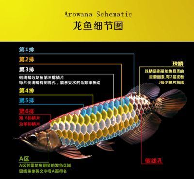 龍魚過背和高背區別圖解：過背金龍魚和高背金龍魚的區別