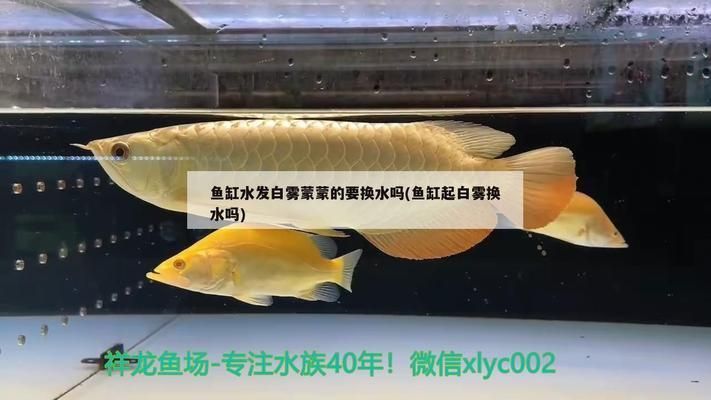 龍魚缸水發白怎么回事：龍魚缸水發白可能是由于多種原因造成的，魚缸水質老化的解決辦法 龍魚缸水發白怎么回事：龍魚缸水發白可能是由于多種原因造成的，魚缸水質老化的解決辦法 龍魚百科 第5張