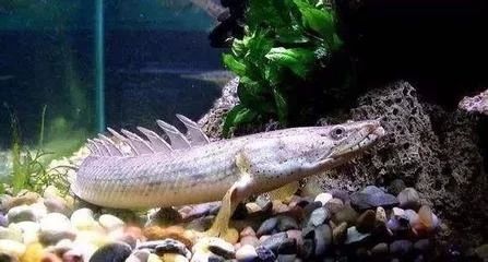 龍魚的歷史介紹資料，龍魚的歷史介紹和歷史介紹：亞洲龍魚的歷史介紹資料，龍魚的歷史介紹資料介紹 龍魚的歷史介紹資料，龍魚的歷史介紹和歷史介紹：亞洲龍魚的歷史介紹資料，龍魚的歷史介紹資料介紹 龍魚百科 第3張