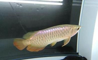 龍魚能長多少公分（不同品種龍魚的生長潛力因品種而異，龍魚的生長潛力因品種而異）