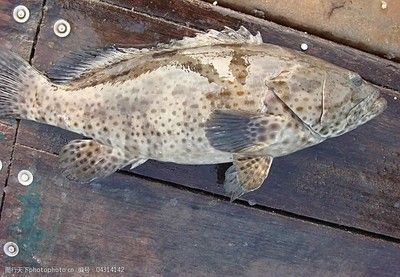 石班魚和龍躉價格：馬來西亞漁民捕獲一條重達200公斤的野生龍躉