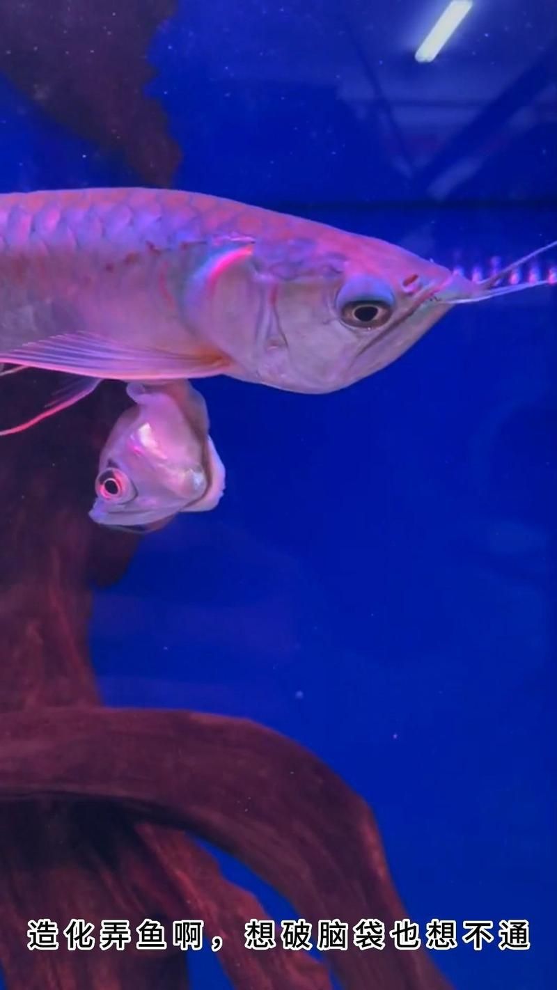 金龍魚弓背了怎么治
