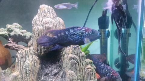 龍魚有黑色的嗎：黑色龍魚的飼養注意事項龍魚的飼養注意事項