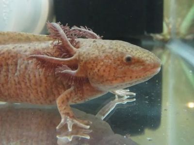 養六角恐龍魚需要什么過濾：六角恐龍魚水質管理技巧六角恐龍魚水質管理技巧