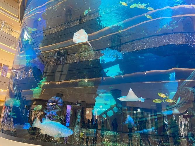 珠海龍魚觀賞魚 龍魚世家水族館好口碑 珠海龍魚觀賞魚 龍魚世家水族館好口碑 龍魚百科 第3張