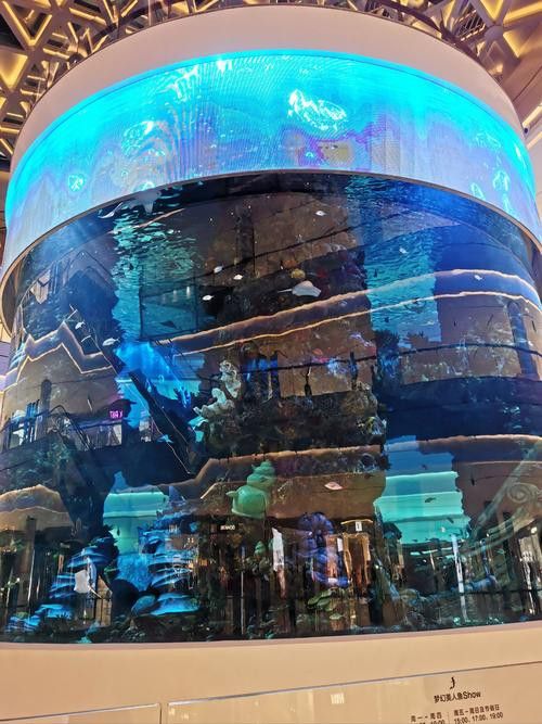 珠海龍魚觀賞魚 龍魚世家水族館好口碑 珠海龍魚觀賞魚 龍魚世家水族館好口碑 龍魚百科 第1張