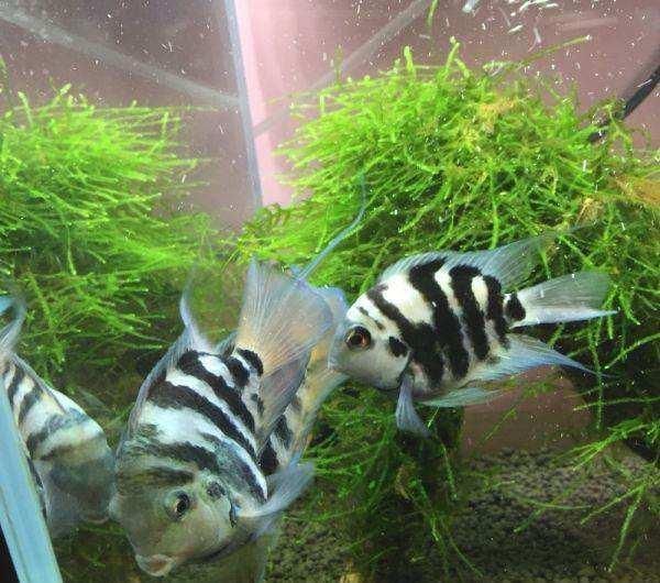 銀板魚苗混養搭配建議：銀板魚苗的混養搭配
