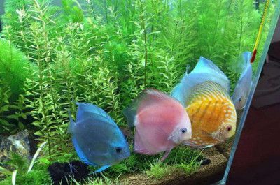 銀板魚苗混養搭配建議：銀板魚苗的混養搭配
