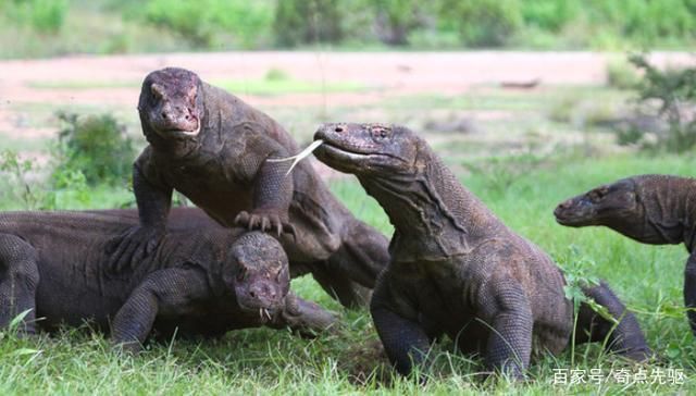 龍魚和魚龍的區(qū)別：龍魚和魚龍是兩種完全不同的魚類