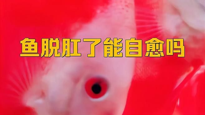 龍魚脫肛會自愈嗎？ 龍魚脫肛會自愈嗎？ 龍魚百科 第1張