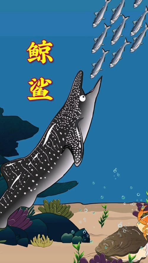 鯨魚和鯊魚圖片 鯨魚和鯊魚圖片 龍魚百科 第6張