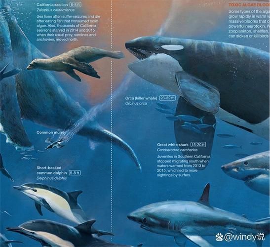 鯨魚和鯊魚圖片 鯨魚和鯊魚圖片 龍魚百科 第5張
