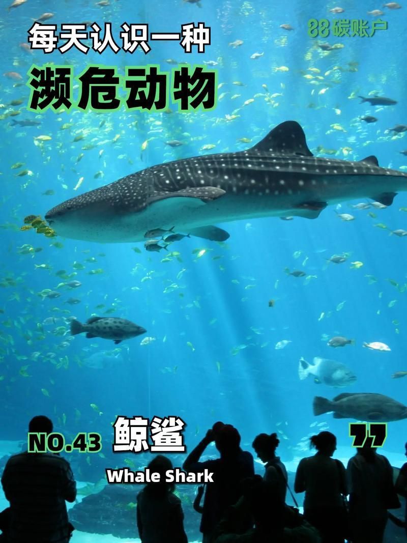 鯨魚和鯊魚圖片 鯨魚和鯊魚圖片 龍魚百科 第10張