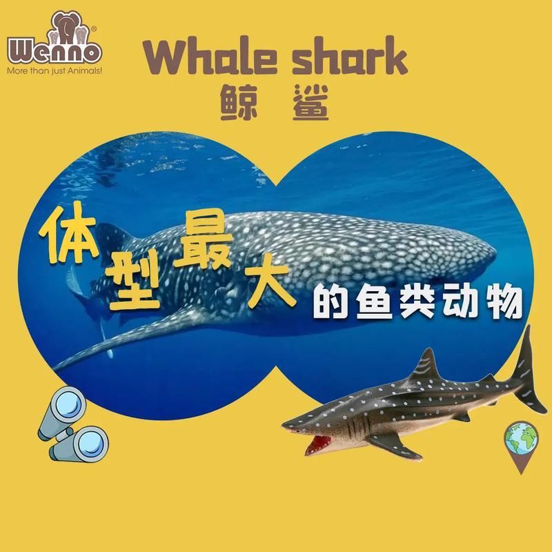 鯨魚和鯊魚圖片 鯨魚和鯊魚圖片 龍魚百科 第11張