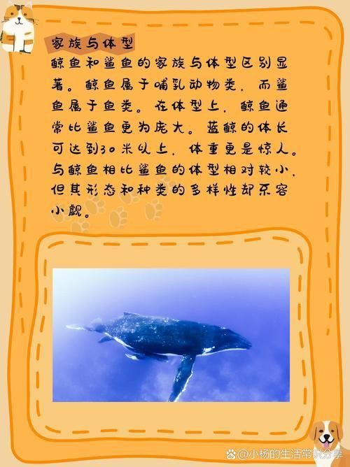 鯨魚和鯊魚圖片 鯨魚和鯊魚圖片 龍魚百科 第9張