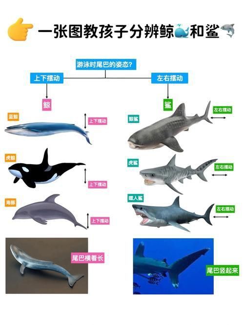 鯨魚和鯊魚圖片 鯨魚和鯊魚圖片 龍魚百科 第12張