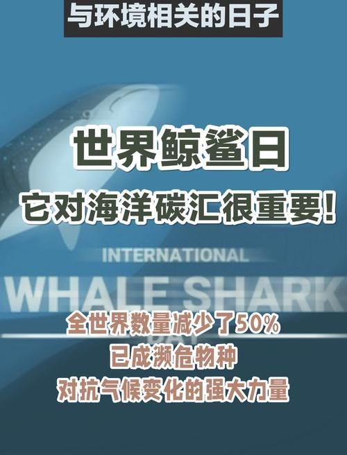 鯨魚和鯊魚圖片 鯨魚和鯊魚圖片 龍魚百科 第15張