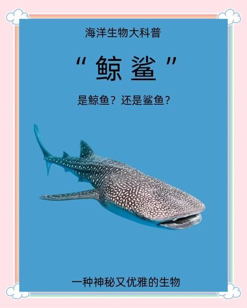 鯨魚和鯊魚圖片 鯨魚和鯊魚圖片 龍魚百科 第13張