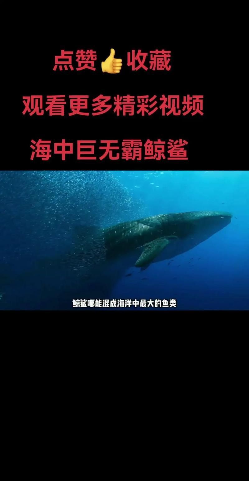 鯨魚和鯊魚圖片 鯨魚和鯊魚圖片 龍魚百科 第16張