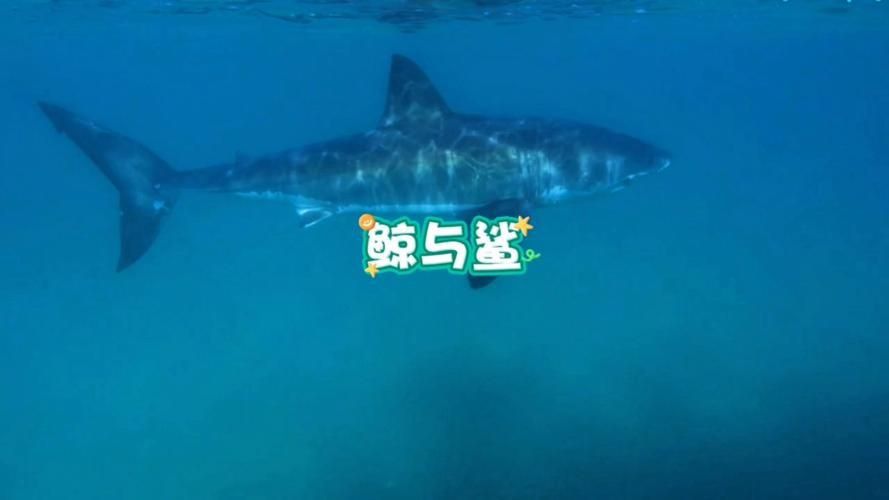 鯨魚和鯊魚圖片 鯨魚和鯊魚圖片 龍魚百科 第17張