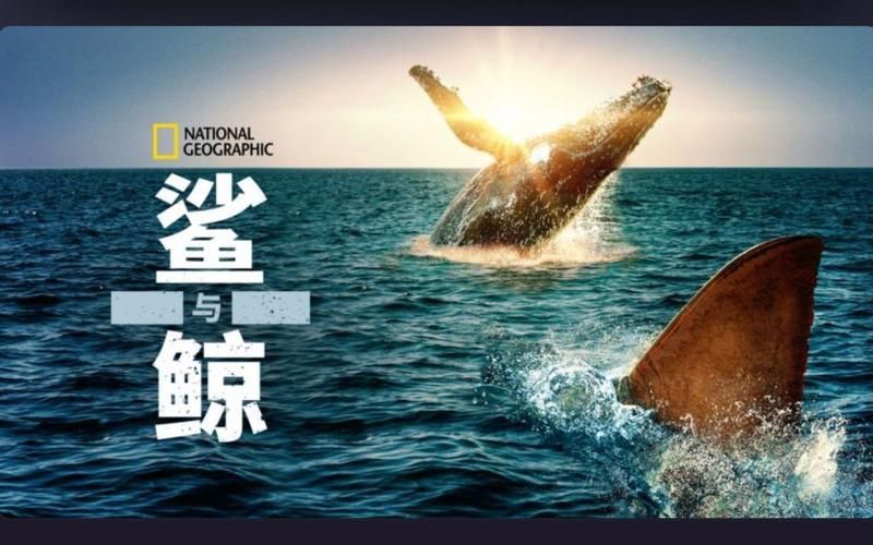 鯨魚和鯊魚圖片 鯨魚和鯊魚圖片 龍魚百科 第19張