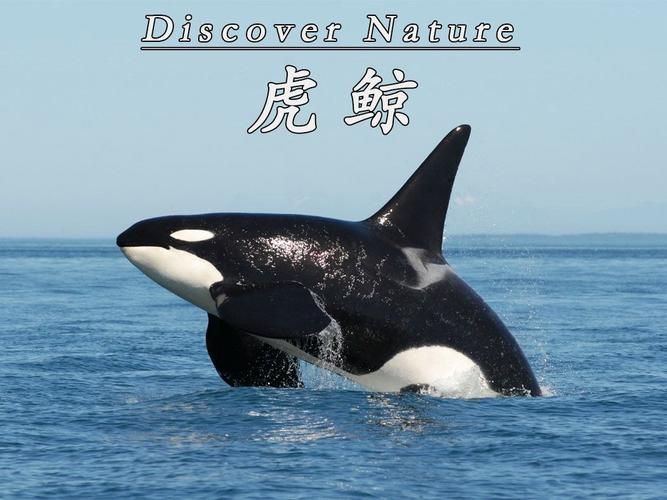 鯨魚和鯊魚圖片 鯨魚和鯊魚圖片 龍魚百科 第20張