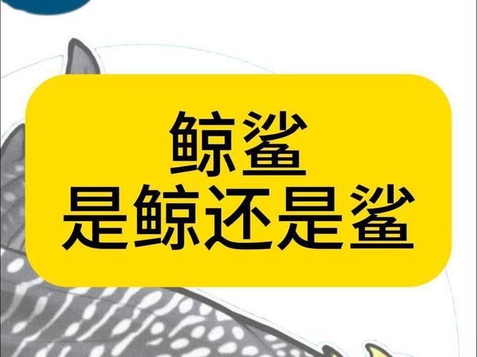 鯨魚和鯊魚圖片 鯨魚和鯊魚圖片 龍魚百科 第25張