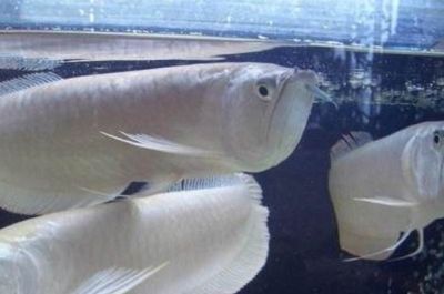 龍魚原產(chǎn)地生活環(huán)境怎么樣：龍魚原產(chǎn)地水質(zhì)管理技巧