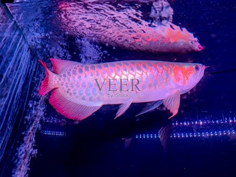 馬來西亞成年紅龍魚圖片大全高清