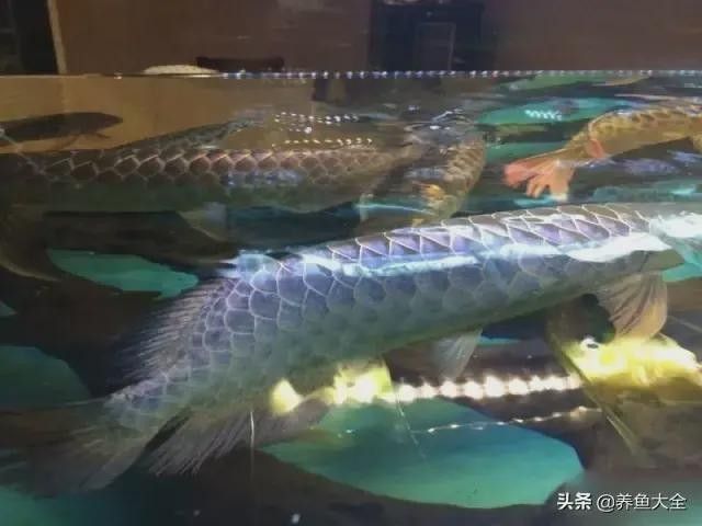 馬來西亞成年紅龍魚圖片大全高清